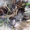 Eastern cottontail kits