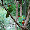 Lorikeets