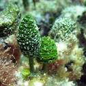 Pinecone Algae