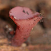 pink coral fungus