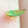 Scarlet and green leafhopper