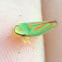 Scarlet and green leafhopper