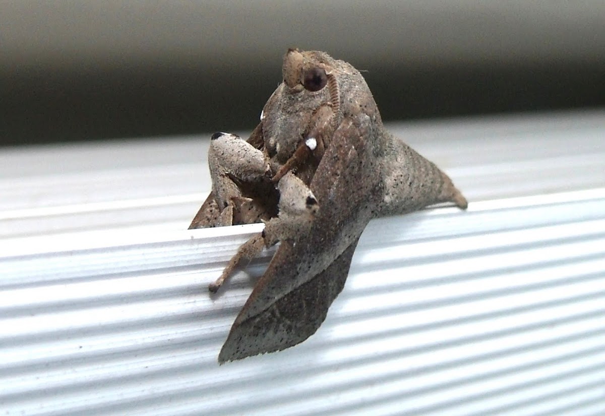 Limacodid moth
