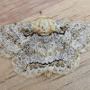 Looper moth