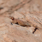 Chuckwalla (juvenile)