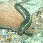Yellow-striped Armyworm