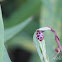 Spotted Lady Beetle