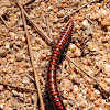 Red and Black Polydesmid Millipede