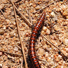 Red and Black Polydesmid Millipede