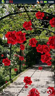 Roses of Rome Live Wallpaper(圖6)-速報App