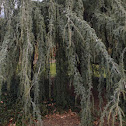 Weeping blue Atlas cedar