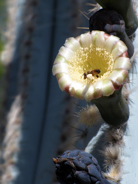 Blue Baseball-bat Cactus | Project Noah