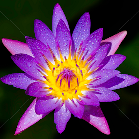 by Germzki Hitch Cardenas - Flowers Single Flower