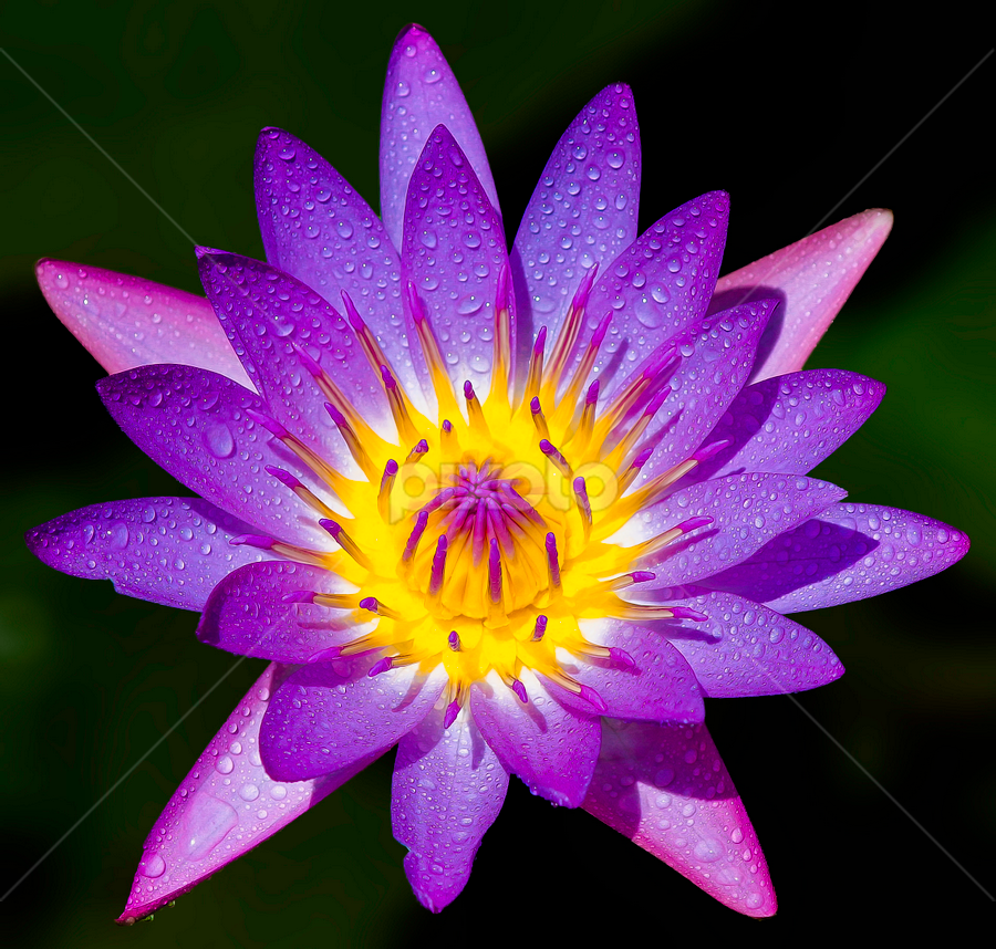 by Germzki Hitch Cardenas - Flowers Single Flower