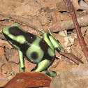 Black and Green Dart Frog