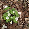 Blood root