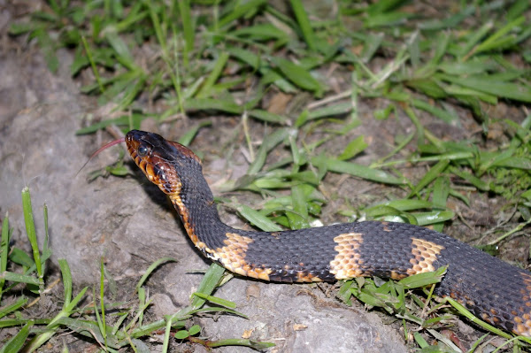 Broad-banded Water Snake | Project Noah