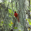 Northern Cardinal