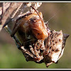 Star-bellied Orb Weaver Spider