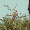 Common Waxbill