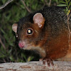 Ringtail Possum