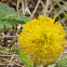 Yellow-puff