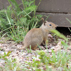 Uinta Ground Squirrel