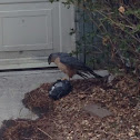 Cooper's Hawk