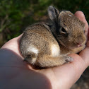 Eastern Cottontail