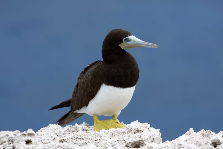 The Cayman Islands is home to many types of birds, including the brown booby.