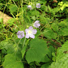 Wild geranium