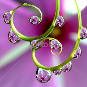by Wahyudi Barasila - Nature Up Close Natural Waterdrops