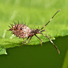 Helmeted squash bug (nymph)