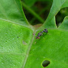 Stalk-eyed fly