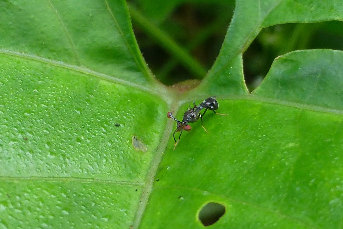 Stalk-eyed fly
