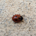 Seven-spotted ladybird
