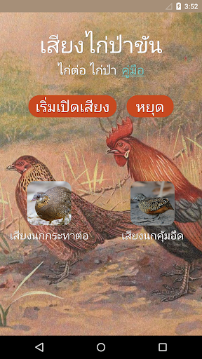 【免費音樂App】เสียงไก่ต่อ ไก่ป่าขัน-APP點子