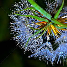 by Diana Margan - Nature Up Close Other plants