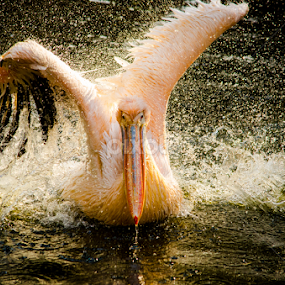 Splitting waters by Mina Jaguar - Animals Birds