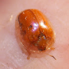 Golden Tortoise Beetle