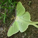 Luna Moth