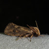 Clemens' Grass Tubeworm Moth