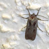 Cutworm or Dart Moth