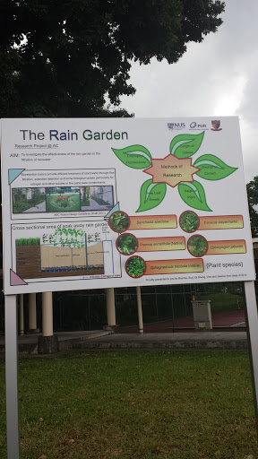 The Rain Garden