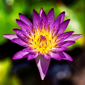 by Asher Jr Salvan - Flowers Single Flower