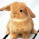 Sweet Bunny Live Wallpaper