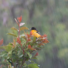 Baltimore oriole