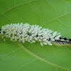 Parasitized catalpa sphinx caterpillar