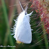 White Tussock moth