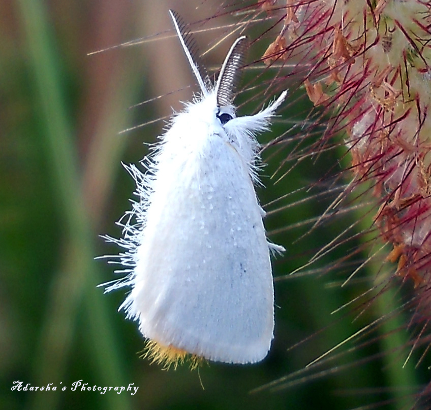 White Tussock moth